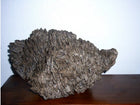 Characteristics of common Agarwood varieties in the world