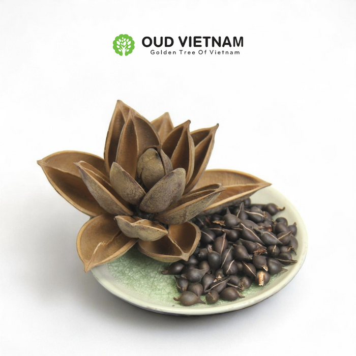 Special season highend Oud Seeds – SOS